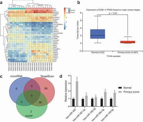 Figure 1. Bioinformatics reveals that Hsa-miR-300 affects PC progression by interacting with DAB1.