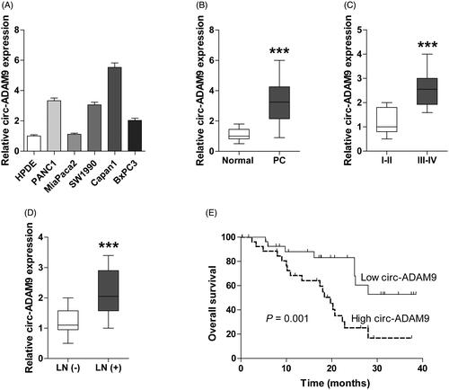 Figure 4. Overexpressed circ-ADAM9 is identified in PC cell lines and tissues and predicts poor outcome. (A,B) qRT-PCR analysis for the expression of circ-ADAM9 in PC cell lines (A) and tissues (B). (C,D) qRT-PCR analysis for circ-ADAM9 expression in PC patients with different TNM stage (I and II versus III and IV) (C) and lymph node status (no metastasis versus metastasis) (D). (E) The overall survival curves of PC patients with low and high circ-ADAM9 expression. LN: lymph node; ***p < .001.