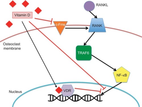 Figure 1 Potential pathway demonstrating the effects of vitamin D on the RANK receptor and osteocyte differentiation.Abbreviations: NF-κB, nuclear factor-κB; RANK, receptor activator of nuclear factor-κB; RANKL, receptor activator of nuclear factor-κB ligand; VDR, vitamin D receptor; c-Fms, colony-stimulating factor-1 receptor; TRAF6, TNF receptor associated factor-6.