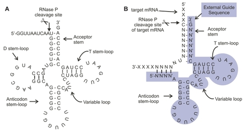 Figure 1 (A) The structure of pre-tRNA (Gln): The structure of precursor transfer RNA (pre-tRNA), a typical substrate for RNase P. RNase P is an abundant RNA enzyme that processes a precursor tRNA transcript through cleavage of a 5′ leader sequence from the transcript. Following processing, the tRNA can accept an amino acid and function in protein synthesis. (B) A synthetic external guide sequence (EGS, highlighted) derived from the structure of pre-tRNA (Gln, Figure 1A) bound to target mRNA forms a pre-tRNA (Gln)-like structure resulting in cleavage of a non-natural substrate mRNA (eg, target). RNase P recognizes the structure as precursor RNA and cleaves the mRNA (depicted as scissors). Thus an EGS can be designed that binds to a target mRNA through altered stem sequences maintaining a conserved stem and loop structure resembling a tRNA precursor. The EGS mRNA hybrid is then recognized as a substrate for RNase P.