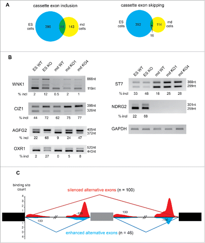 Figure 5. Comparison of Alternative splicing changes in mouse mandibular and ES cells depleted of RBM10. (A) Venn diagram showing the overlap of included or skipped cassette exons in RBM10 KO mandibular (md) and ES cells. (B) Validation of alternative cassette exon inclusion in RBM10 KO cells by RT-PCR. The size of the 2 PCR products (with or without the inclusion of the cassette exon), as well as the percentage of inclusion (estimated after quantification of the transcripts abundance by an Agilent Bioanalyzer) is indicated. We validated the splicing changes in 2 of the RBM10 KO md cells, as well as in the RBM10 KO ES cells. For AGFG2, OXR1, WNK1 and CIZ1, similar changes were observed in the 2 cells lines. ST7 splicing changes is more prominent in mandibular cells while NDRG2 splicing changes was only observed in ES cells. (C) RNA splicing map of RBM10 in mandibular cells. The count density of RBM10 cross-linked nucleotide positions was assessed for regulated alternative exons (100 silenced in red and 46 enhanced cassette exons in blue) in the introns upstream and downstream of the event.