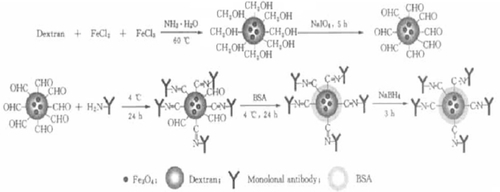 Figure 5 Theory of how Fe3O4-dextran-anti-β-HCG nanoparticles are prepared.Abbreviations: Fe3O4, magnetic iron oxide; HCG, human chorionic gonadotropin; BSA, bovine serum albumin.