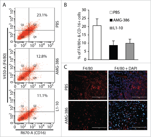 Figure 8. AMG-386 and L1-10 reduce the numbers of infiltrating monocytes/macrophages in tumors. A, representatives of flow cytometry analysis of monocyte/macrophages in single cell suspensions of tumors from mice treated with placebo (PBS), AMG-386, and L1-10 respectively. Mouse monocytes/macrophages were stained with an Alexa Fluor® 647-coupled anti-CD16 antibody and a Pacific Blue®-coupled anti-F4/80 antibody. B, average percentages of cells expressing F4/80 and CD16 in single cell suspensions from 6 tumors per group. Significant differences are seen between tumors from mice treated with PBS and those treated with AMG-386 or L1-10, with P values smaller than 0.05. C, IFA staining of tumor sections from mice treated with PBS and AMG-386, with a rat monoclonal antibody to F4/80 and an Alexa Fluor® 647-coupled goat anti-rat secondary antibody. DAPI was used for nuclear staining.
