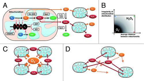 Figure 1. Schematic diagram of RIRR and mitochondria-driven ROS propagation. (A) Oxidative phosphorylation occurring in the mitochondrial electron transport chain is an ATP producing mechanism. During this respiration process, ROS are produced when high-energy electrons escape before they reach the final acceptor O2. Damaged mitochondria produce more ROS, which potentiates RIRR and mitochondria-driven ROS propagation. Therefore, loss of function in only a fraction of the mitochondria may eventually affect the viability of the whole cell through this positive feedback loop. (B) The effect of two macro-variables, which are mitochondrial distribution and the number of mitochondria, on inter-mitochondrial ROS messenger molecules (mitochondrial distribution is dichotomous variable, so tested for regular and irregular cases). When mitochondrial distribution is regular and the number of mitochondria is relatively high (cardiomyocyte model, yellow spot), inter-mitochondrial ROS propagation is O2- dependent. However, the main messenger ROS molecules are converted to H2O2 when mitochondrial distribution is irregular (blue spot) or the cytosolic density of mitochondria becomesrelatively low (red spot). (C) Mitochondria-driven ROS propagation pattern of the yellow spot case in (B) (D) RIRR pattern of the green spot case in (B).