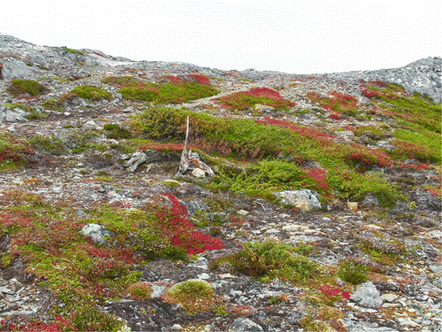 Fig. 15. Pine tree remnant located above the present-day tree line (during the Medieval Warm Period); Mt. Täljstensvalen in the Handölan Valley, 770 m a.s.l. (Photo: Leif Kullman, 9 September 2012)