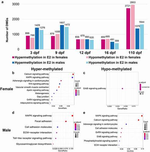 Figure 3. Numbers of differentially methylated genes (DMGs) and their enriched gene pathways after treatment of 17β-oestradiol (E2). (a) Comparison of DMGs after E2 treatment in females and males at 3, 9, 12, 16, and 110 days post fertilization (dpf). B-E KEGG (Kyoto Encyclopaedia of Genes and Genomes) pathway enrichment analysis of hypermethylated methylated genes (DMGs) in females (b), hypomethylated DMGs in females (c), hypermethylated DMGs in males (d), and hypomethylated DMGs in males (e) at 3 and 16 dpf after E2 treatment.