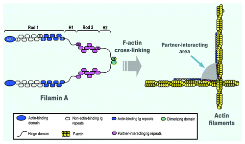 Figure 1. A schematic molecular model of filamin A illustrating its role as a F-actin cross-linker. The actin-binding domain (ABD) of filamin A is located at its N-terminus, which is followed by the 9–15 immunoglobulin (Ig) repeats, constituting the Rod 1, which is capable of binding one F-actin filament. The hing region (H1), the Rod 2 region and the H2 region are also shown. The 24 Ig repeat is the dimerizing domain where two subunits of filamin A are dimerized via the two 24 Ig repeats through non-covalent interactions. The shaded “gray” area between the two Rod 2 domains of two filamin A subunits is the region where filamin A interacts with its binding partners, such as integrins, Rho, Rac, Cdc42, ROCK, Pak1, FiGAP, dopamine receptor and others.