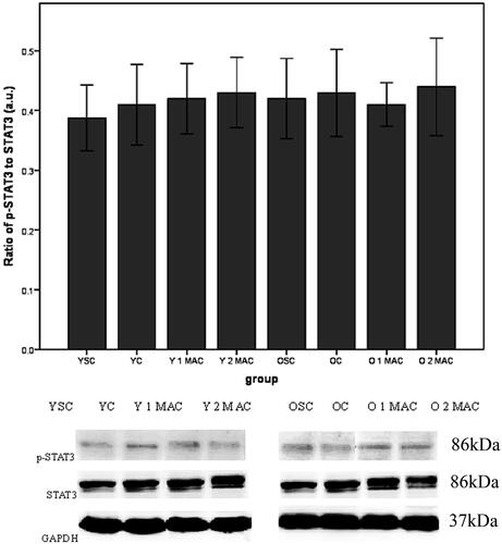 Figure 7. Phosphorylation of STAT3 in different groups. Data are given as mean ± SD (= 4/group). GAPDH was used as loading control. a.u.: arbitrary units; YSC: young sham control; YC: young control; Y: young; MAC: minimal alveolar concentration; 1 or 2 MAC: 1 or 2 MAC sevoflurane postconditioning; OSC: old sham control; OC: old control; O: old.