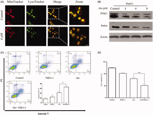 Figure 6. Mitophagy inhibition enhanced Ala-induced apoptosis in HepG2 cells. (A) The protein expression of PINK1 and Parkin was detected by western blot after treatment with 0, 4, 6 and 8 μM of Ala. (B) Ala-inhibited mitophagy was detected by MitoTracker and LysoTracker in HepG2 cells, and analyzed by laser confocal microscope. (C) The cells were pre-treated with 10 mM Mdivi-1 for 1 h and then stimulated with 6 μM of Ala for 24 h. The annexin-V-FITC/PI stained cells were evaluated by flow cytometry. (D) Pre-incubated with Mdivi-1 (10 mM) for 1 h, HepG2 cells following treatment with 6 μM Ala for 24 h. CCK-8 assay was used to assess the viability of HepG2 cells. The results were representative of three independent experiments having similar results. **p < .01 and ****p < .0001 as compared to Ala treatment alone.