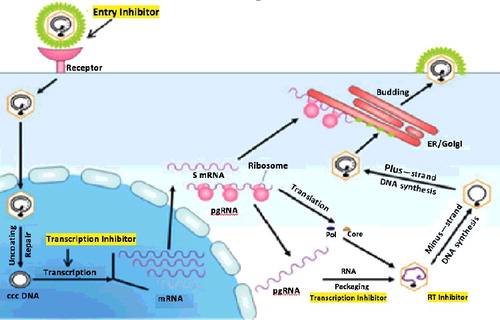 Figure 2. Life cycle of HBV and potential antiviral targets.
