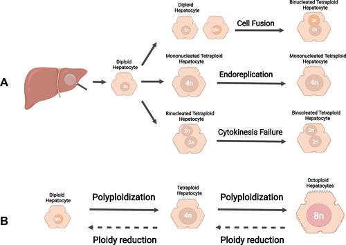 Figure 1 Mechanisms of polyploidization in the liver. (A) The formation of polyploid hepatocytes mainly follows the three classic mechanisms: cell fusion, endoreplication, and cytokinesis failure. (B) Ploidy in hepatocytes is well balanced by the “ploidy conveyor”. Diploid hepatocytes can generate tetraploid hepatocyte via polyploidization. Similarly, octoploid hepatocytes can give rise to tetraploid hepatocytes via ploidy reduction.