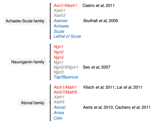 Figure 1 Neural bHLH proteins that display proneural function activity in mouse (red), frog (gray) and fly (blue) can be group into distinct families, based on the similarity in their bHLH domain. Neural bHLH factors of the NeuroD family that are usually involved in steps of differentiation in postmitotic neurons, and, therefore, that do not have a proneural function, are not shown. References of the published work discussed here are indicated in the figure.