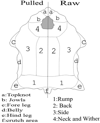 Figure 1. Different sheep body parts.