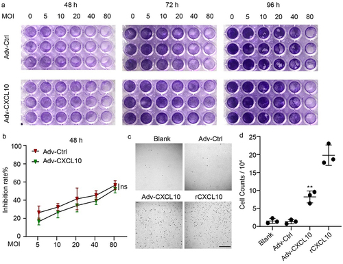 Figure 2. Adv-CXCL10 not only kills tumor cells but also recruits lymphocytes in vitro. (a) MC38-CAR cells were plated into 96-well plates and infected with Advs at the corresponding MOIs for 48, 72 and 96 hours. The oncolytic ability was tested by crystal violet staining. (b) MC38-CAR cells were incubated in 96-well plates and infected with Advs at different MOIs for 48 hours. The cell survival rate relative to control was calculated by the CCK-8 assay. (c&d) Chemotaxis assay of murine primary lymphocytes. (c) Microscope images of lymphocytes migrating to the lower well attracted by different conditional media in the lower chambers. Scale bar, 200 μm. (d) Counts of lymphocytes recruited into the lower chambers by the medium. (The data all showed one of three independent experiments. mean ± SD; * P < .05; ** P < .01; ns, not significant)