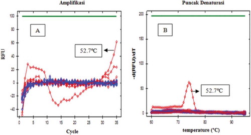 FIGURE 1 Amplification curve (a) and denaturation peak; (b) using primer D-Loop 112 at various annealing temperatures at 52.0, 52.7, 54.0, 55.9, 58.4, 60.3; 61.4, and 62.0ºC, respectively. Light gray (red): from isolate containing porcine gelatin DNA, dark gray (blue): from isolate containing bovine gelatin DNA.