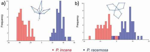 Figure 3. Results of the discriminant analysis of the different plant structures analyzed as potential morphological characters for the distinction between P. incana species (red bars) and P. racemosa (blue bars): (A) compound leaves and (B) flowers