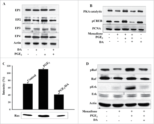 Figure 2. The EP2 receptor is involved in the survival of HL-60 cells. (A) Cells were treated with 1 μM of PGE2 and 10 μM of DA, and protein extracts were analyzed by western blot using antibodies specific for EP1, EP2, EP3, and EP4. (B) Cells were incubated with 10 µM of DA, menadione and/or PGE2, and total cell lysates were analyzed by immunoblot using anti-PKA catalytic subunit and pCREB antibodies. Proliferating cell nuclear antigen (PCNA) was used as a loading control of nuclear fractions. (C) Cells were treated with 1 μM of PGE2 or 10 μM of DA and the Ras activity was assessed by protein gel blot analysis of Ras immunoprecipitated form lysates using the Raf-1 Ras-binding domain. Densitometry measurements of Ras activity are shown on the blot (pixels as units). (D) HL-60 cells were treated with 1 μM of PGE2 or 10 μM of DA followed by treatment with 10 μM of menadione, and western blot analysis was performed on protein lysates using specific antibodies for the phosphorylation forms of Raf and. Actin was used as a loading control.
