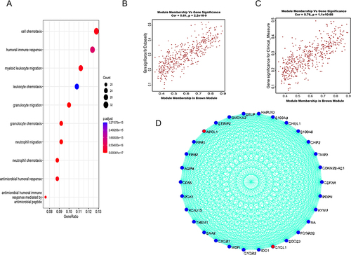 Figure 2 WGCNA of GSE193677 to obtain the key genes APOL1 and CXCL1. (A) The GO enrichment analysis of the Brown module. (B and C) The Brown module was positively correlated with endoscopic and clinical scores (correlations, 0.48 and 0.51, respectively; P < 0.0001). (D) Brown module were identified as potential candidate genes, and after screening, we obtained two genes related to our study: APOL1 and CXCL1.