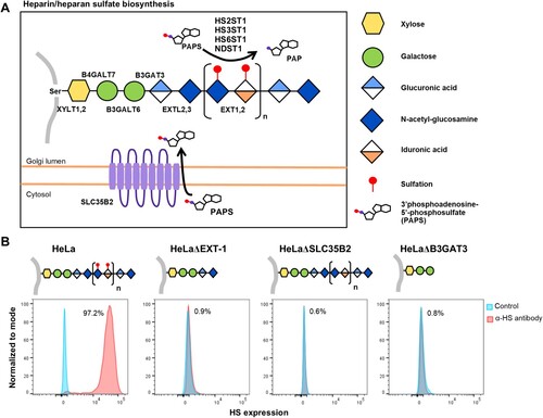 Figure 3. Illustration of HS biosynthesis pathway, and effect of genetic ablation of HS biosynthesis genes on HS expression. (A) HS biosynthesis takes place in the Golgi lumen. Xylosyltransferases (XYLT1,2), galactosltransferases (B4GALT7, 6) and glucuronyltransferase (B3GAT3) involved in the biosynthesis of xylose-galactose-galactose-glucuronic acid protein-glycan linkage. N-acetylglucosaminyltransferase (EXTL2) catalyze synthesis of the glucuronic acid-N-acetyl-glucosamine. EXT1,2 catalyze chain elongation with N-acetyl-glucosamine and glucuronic acid. Glucuronyl C5-epimerase performs epimerization of glucuronic acid to l-iduronic acid and adenosine 3′-phospho 5′-phosphosulphate (PAPS) transporter 1 (SLC35B2) transport the PAPS from cytosol into Golgi lumen. N-deacetylase/N-sulfotranferases (NDST1–4) perform deacetylation and N-sulphation of the N-acetyl-glucosamine. HS 2-O-sulfotransferase is involved in transferring of sulphate group to the 2′ of the iduronic acid residue of HS. Both HS 3-O and HS 6-O sulfotransferases are involved in transferring of sulphate group to the 3′ and 6′ of the N-acetyl-glucosamine residue of the HS. (B) Illustration of HS biosynthesis in ΔEXT-1, ΔSLC35B2 and ΔB3GAT3 cells. HS expression in HeLa wild-type and knockout cells were analysed via flow cytometry using anti-HS monoclonal antibody, F58-10E4. All experiments were repeated for at least two biological replicates.