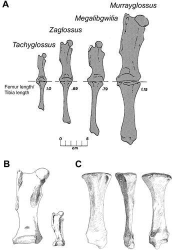 Figure 4. Comparisons of hind limb elements from Murrayglossus hacketti. A, Proportions of illustrated femurs and associated tibias in living and fossil tachyglossid genera modified from Murray (Citation1978b). From left to right; Tachyglossus, Zaglossus attenboroughi (AM 9852), Megalibgwilia oweni (Q.V.M. 13 or 1965:39:5), and Murrayglossus hacketti (WAM 60.10.1). B, Anterior aspect of the right femur (left; WAM 60.10.1), compared with Tachyglossus aculeatus ineptus (right) modified from Glauert (Citation1914) (scale not provided). C, Right tibia (WAM 60.10.1) showing the anterior, lateral, and posterior views modified from Glauert (Citation1914) (scale not provided).