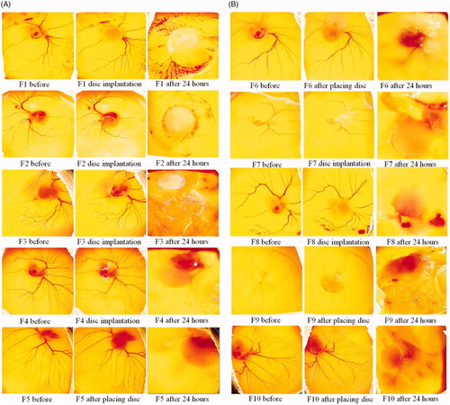 Figure 7. CAM assay of silver nanoparticles containing simvastatin loaded films (1–10).