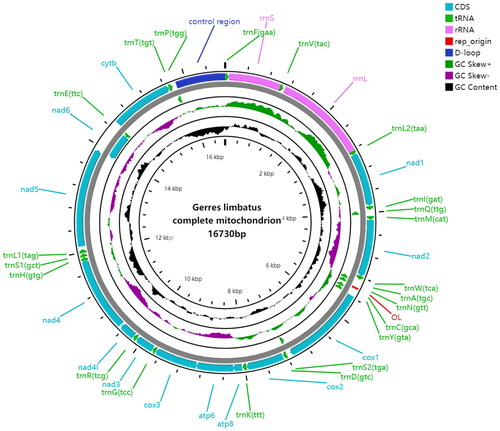 Figure 2. Graphic representation of the mitochondrial genome of Gerres limbatus.