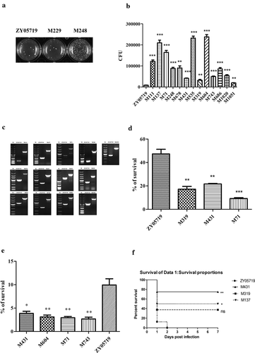 Figure 1. Screening of phagocytosis resistance transposon mutants. (a) Semiquantitative phagocytosis assay was performed for the initial screening of mutants with decreased anti-phagocytosis ability. Part of the results were presented. (b) A total of 3.0 × 105 Raw264.7 cells were infected individually with the transposon mutant strains or ZY05719 at an MOI of 10:1 for 1 h. CFUs of phagocytosed mutant strains and ZY05719 recovered from macrophages were determined (c) Confirmation of transposon insertion site. The transposon inserted gene had a 1300 bp size shift compared with the normal gene, which corresponds to the transposon sequence length. Lane M indicated the 5000 bp DNA marker. (d) Three SS2 ZY05719 transposon mutants with decreased anti-phagocytosis ability (M319, M431 and M71) were selected randomly and examined for their survival rate in whole swine blood. The survival ability of the 3 mutants decreased significantly compared to the wild-type strain. (e) Four SS2 ZY05719 transposon mutants with decreased anti-phagocytosis ability (M431, M604, M71 and M743) were selected randomly, and the survival ability in Raw264.7 cells were evaluated. The mutants showed decreased survival in Raw264.7 cells compared to the wild-type strain. Data represent the means with standard error of the mean of three samples. The statistical significance was determined by Student’s t test. * P < 0.05; ** P < 0.01; *** P < 0.001. (f) Virulence to Balb/c mice were determined. Three mutants M431, M319, M137 and wild-type ZY05719 were injected via intraperitoneal at a dose of 3 × 108 per mouse. Each group contained 8 mice. The mutants showed attenuated virulence to different extents compared with ZY05719.