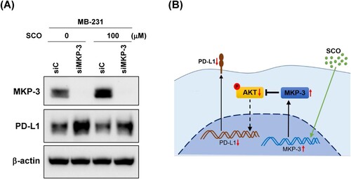 Figure 5. Mitogen-activated protein kinase phosphatase-3 (MKP-3) is necessary for scoparone (SCO)-mediated inhibition of programed cell death-ligand 1 (PD-L1) expression. (A) MDA-MB-231 (MB-231) cells were transfected with either non-targeting siRNA (siC) or siRNA directed against MKP-3 (siMKP-3) for 24 h and subsequently exposed to vehicle (DMSO) or SCO (100 μM) for 24 h. MKP-3, PD-L1, and β-actin levels were assessed using western blot analysis. (B). Possible mechanisms underlying the reduction in the activity of PD-L1 mediated by SCO. SCO-induced activation of MKP-3 reduced PD-L1 expression via inhibition of AKT.