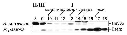 Figure 9.P. pastoris does not contain a TRAPP I peak. Lysates in 150 mM NaCl from P. pastoris and S. cerevisiae were fractionated by size exclusion chromatography on a Superdex 200 column. The fractions were probed for Trs33p (S. cerevisiae) or P. pastoris Bet3p using anti-TRAPPC3 IgG. The positions of TRAPP II/III and I are indicated above the top panel.