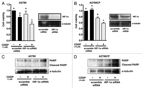 Figure 4. The effect of HIF-1α blockade on cell proliferation and apoptosis in ovarian cancer cell lines transfected with anti-HIF-1α siRNA. Western blot analysis for the expression of HIF-1α and an MTS assay in A2780 (A) and A2780CP (B) cells transfected with scramble (lane: scramble siRNA) or anti-HIF-1α (lane: HIF-1α siRNA) siRNA. The cells were harvested 24 h after transfection. Cells transfected with scramble or anti-HIF-1α siRNA were treated with drug-free medium or the indicated concentrations of cisplatin for 24 h, and cell viability was assessed using the MTS assay (eight wells in each group). Cell viability was calculated from the ratio of the absorbance of siRNA transfected cells treated with or without cisplatin to that of scramble siRNA transfected cells cultured with drug-free medium set as 1 (mean ± S.E; n = 8). Experiments were repeated at least three times with consistent results, and a representative result is shown. Different letters above the bars indicate a significant difference at p < 0.05. The effect of HIF-1α blockade on cisplatin-induced cleavage of PARP in A2780 (C) and A2780CP (D) cells transfected with scramble (lane: scramble siRNA) or anti-RhoA (lane: RhoA siRNA) siRNA. The cells were transfected with scramble or anti-HIF-1α siRNA and then treated with or without cisplatin for 24 h. The lysates were subjected to western blotting using anti-PARP or anti-α-tubulin antibody.