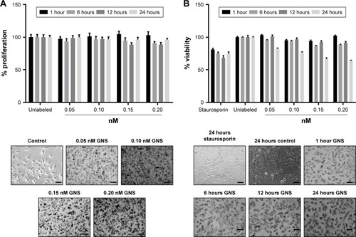 Figure 3 The effects of increasing concentrations of GNS on SUM149 proliferation and viability following nanoparticle incubation at 1, 6, 12, and 24 hours as determined by MTT (A) and resazurin-based assays (B), respectively. SUM149 cells were incubated with nanoparticles at concentrations of 0.05, 0.10, 0.15, and 0.20 nM. After all time points were met, MTT or resazurin assays were performed. Representative phase-contrast images of the experimental groups immediately prior to the addition of MTT or resazurin reagent are shown (scale bars =100 μm). MTT assays showed minor decreases in cell proliferation at 6, 12, and 24 hours of GNS incubation, whereas resazurin assays showed a larger decrease in cell viability at 24 hours for all nanoparticle concentrations. The effects of GNS on cell proliferation and viability never precluded the experimental use of GNS-labeled cells.Abbreviations: GNS, gold nanostars; MTT, (3-(4, 5-dimethylthiazolyl-2)-2, 5-diphenyltetrazolium bromide).