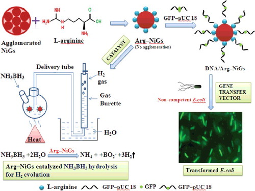 Figure 1. Schematic illustration for mechanism of Arg–NiGs and pDNA–Arg–NiGs formation and their application as gene transfer vector and catalyst.