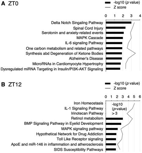 Figure 3. Top 10 pathways significantly associated with the miRNA-target genes modulated by CSD and z scores. Saliva was collected at ZT0 (A) and ZT12 (B).