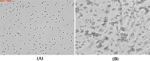 Figure 2.  Photomicrographs of rat red cells following incubation with NP/DiR (A) and OL-NP/DiR (B) at 37 °C for 30 min. (200 magnification)
