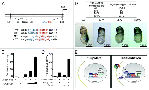 Figure 1. A Tcf/Lef-Oct4 site mediates the cooperation of Oct4 and canonical Wnt on the Mesp1 promoter. (A) Schematic diagram of conserved transcription factor binding site predicted by rVista. The Tcf/Lef-Oct4 site and adjacent sequence are shown. Blue characters mark the Tcf/Lef site, and red mark the “octamer” Oct4 site. Shaded characters mark the point mutations used in this study. (B) Constitutively active β-Catenin stimulated the Mesp1-Luc reporter in a dose-dependent manner. (C) Oct4 synergized with CA-β-Cat in co-activating the Mesp1-Luc reporter, albeit Oct4 only marginally activated it. (D) Mutations on the Tcf/Lef-Oct4 site impaired Mesp1-LacZ expression in a transient transgenic assay. The table summarizes the number of β-galactosidase positives vs. genotype positives in each wildtype or mutant group. Images on the bottom show typical results of the LacZ staining from each group. (E) A working model of Oct4’s role in sustaining pluripotency and inducing differentiation. Through sequence-identical composite sites, a Sox2-Oct4 tandem and a Tcf/Lef-Oct4 tandem regulate pluripotency and differentiation, respectively.