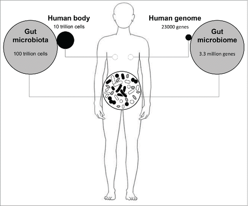 Figure 2. The gut microbiome in numbers. On average, the number of bacterial cells living the human gut is 10 times higher than the number of eukaryotic cells that shape the human body, which means that only 10% of the total number of cells in the human body consists of human cells, with the rest coming from symbiotic bacterial cells. Similarly, the combined genomes of the gut microbiota -the microbiome- contain a number of genes ~150 times larger than  the human genome (23000 genes).