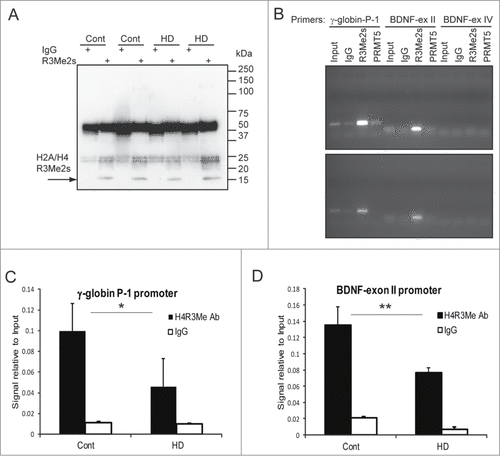 Figure 6. Reduction of H2A/H4R3Me2s occupancy at the γ-globin and BDNF promoters in HD brain. (A) Confirmation of ChIP assay by Western blotting with the R3Me2s modification-specific antibody. Representative image for 2 controls and 2 HD samples is shown. (B) Detection of H2A/H4 R3Me2s marks at the γ-globin P-1 and BDNF promoters by ChIP assay. Chromatin fractions from HD (bottom panel) or control (top panel) human brain were immunoprecipitated with the indicated antibodies and amplified with the indicated primer pairs. Normal rabbit IgG used as a negative control. (C and D) R3Me2s enrichment at the γ-globin P-1 (C) and BDNF-ex II promoters (D) were measured by ChIP and q-PCR assays in HD and control human brains (#n = 4, p = 0.1; ##n = 3, p = 0.1).