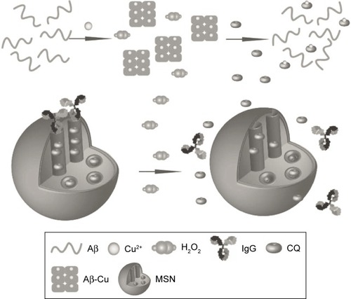 Figure 10 Schematic representation of H2O2-induced release of guest molecules clioquinol (CQ) from the pores of MSN capped with IgG.Notes: CQ can chelate Cu2+ to disassemble Aβ plaques and inhibit H2O2 production. Reprinted with permission from John Wiley and Sons. Geng J, Li M, Wu L, Chen C, Qu X. Mesoporous silica nanoparticle-based H2O2 responsive controlled-release system used for Alzheimer’s disease treatment. Adv Healthc Mater.Citation119 Copyright © 2012 WILEY-VCH Verlag GmbH & Co. KGaA, Weinheim.Abbreviations: MSN, mesoporous silica nanoparticle; IgG, immunoglobulin G; Aβ, amyloid-beta.