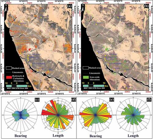Figure 8. Automatically, remotely sensing, extracted lineaments for alteration zones: (a) Lineaments of hydroxyl-bearing zones. (b) Lineaments of iron-oxide altered zones. (c) Lineaments orientation rose diagram of hydroxyl-bearing zones. (d) Lineaments length rose of hydroxyl altered zones. (e) Lineaments trend rose diagram of iron-oxides. (f) Lineaments length rose diagram of iron-oxide altered zones.