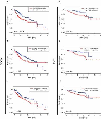 Figure 4. The relationship between MDG expression and the prognosis of HCC patients. (a–c) Kaplan-Meier estimated survival curves of CDC42, EIF2AK1 and MMP9 were constructed using TCGA clinical data. (d–f) Kaplan-Meier estimated survival curves of CDC42, EIF2AK1 and MMP9 were constructed using ICGC clinical data