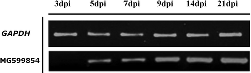 Figure 3. MG599854 gene expression on tomato-root samples infected with Meloidogyne arenaria at 0, 3, 5, 7, 9, 14, and 21 dpi (days post infection). MG599854 expression is visible from 5 dpi and progressively increases until 25 dpi. GADH gene was used as internal control.