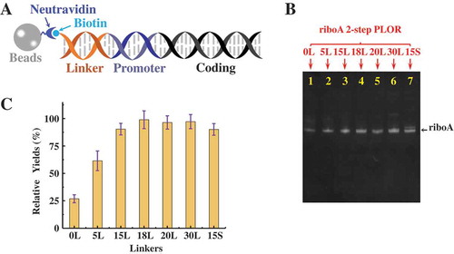 Figure 6. Comparison of PLOR efficiency on different linkers. (A) Solid-phase DNA-beads. Biotin labelled double-stranded DNA templates are attached to neutravidin-coated agarose beads (grey sphere). A linker (orange) is inserted between the T7 promoter (purple duplex) and the biotin group (light blue sphere) to alleviate the steric interferences between T7 RNAP and beads. (B) Gel image of the crude products from 2-step PLOR for riboA synthesis with different linkers: 0 L (Lane 1), 5 L (Lane 2), 15 L (Lane 3), 18 L (Lane 4), 20 L (Lane 5), 30 L (Lane 6), and 15 S (Lane 7). (C) Relative yields of 2-step PLOR varying with linkers. The yield of 18 L was set to 100% of the individual system. Mean values ± s.d. of three replicates are shown.