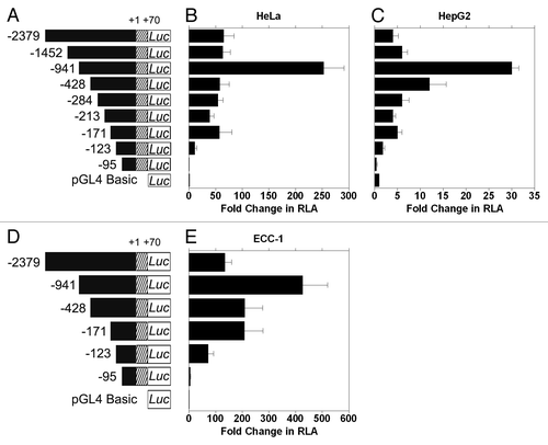 Figure 2. Identification of the CIP2A proximal promoter region. (A) and (D) Diagrammatic representation of the full length and sequentially deleted CIP2A promoter constructs used in this study. The transcription start site (TSS) is numbered as +1 and the constructs are numbered with reference to the TSS from 5′–3′ ends. (B) Human cervical carcinoma cells (HeLa), (C) liver hepatobalstoma cells (HepG2), and (E) endometrial carcinoma cells (ECC-1) were transfected with CIP2A promoter constructs shown in Figure 2A or 2D and assayed for luciferase activity after 48 h as described in the Materials and Methods. Fold increase in relative luciferase activity (RLA) was compared with pGL4-basic (set as 1). Normalization in transfection efficiency was performed by co-transfection with pRL-TK (Renilla expression vector). The mean ± SD are from three different experiments, each performed in triplicate.