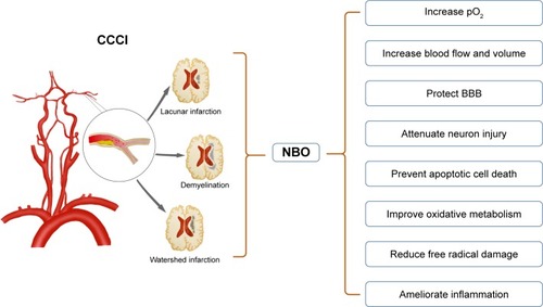 Figure 1 The potential protective mechanisms of NBO on CCCI.
