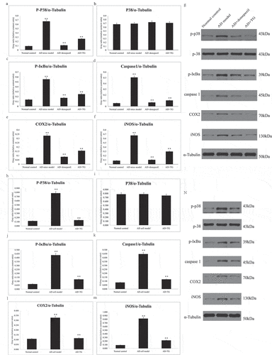 Figure 4. The expression levels of p-P38, P38, p-IκBα, Caspase1, COX2, and iNOS proteins between groups. Quantitative summaries of the protein levels relative to α-tubulin as an internal control, expressed as a percentage of α-tubulin optical density (o.d.) for the groups (n = 8/group). Statistical results (Kruskal–Wallis nonparametric test with Dunn’s multiple post hoc comparison) were shown in the bar graphs, with ‘**’ indicating significant inter-group difference. Data was expressed as the mean ± standard error of the mean (SEM)(n = 8/group). (a–g) The expression levels of p-P38, P38, p-IκBα, Caspase1, COX2, and iNOS proteins in AD+TG, AD+donepezil, AD mice model and Normal control groups. (a) p-P38; (b) P38; (c) p-IκBα; (d) Caspase1; (e) COX2; (f) iNOS. (g) The western blotting results of p-P38, P38, p-IκBα, Caspase1, COX2, and iNOS proteins. (h–n) The expression levels of p-P38, P38, p-IκBα, Caspase1, COX2, and iNOS proteins in AD+TG, AD cell model and Normal control groups. (h) p-P38; (i) P38; (j) p-IκBα; (k) Caspase1; (l) COX2; (m) iNOS. (n) The western blotting results of p-P38, P38, p-IκBα, Caspase1, COX2, and iNOS proteins. ‘**’ indicating significant inter-group difference. TG: Tripterygium glycoside; AD: Alzheimer disease; NS: normal saline