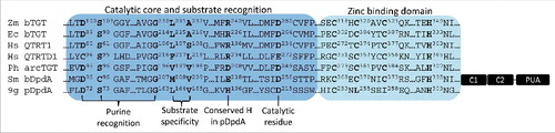 Figure 2. Catalytic and substrate recognition residues in different TGT subgroups. Partial alignments of Zymomonas mobilis (Zm) bTGT (PDB 1WKF), Escherichia coli (Ec) bTGT (RefSeq AMK98755), Homo sapiens (Hm) QTRT1 (RefSeq AAH15350), Homo sapiens QTRTD1 (RefSeq EAW79613), Pyrococcus horikoshii (Ph) arcTGT (PDB 1IQ8), Salmonella enterica serovar Montevideo (Sm) bDpdA (Genbank EFY12575), and E. coli phage 9g pDpdA (RefSeq YP_009032326). The conserved residue for substrate recognition, zinc binding, and catalytic activity are shown in bold and numbered. The arcTGT exhibits three supplementary C-terminal domains (C1, C2 and PUA), represented in black on the archaea line.