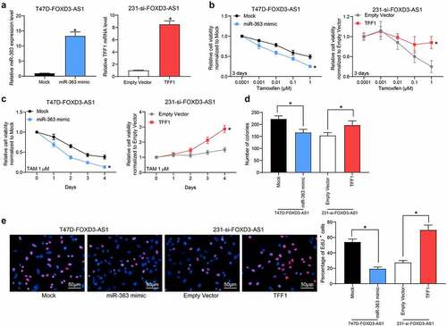 Figure 4. Overexpression of miR-363 enhances the sensitivity of BC cells to TMX. Overexpression of miR-363 was further introduced in T47D-FOXD3-AS1 cells, while overexpression of TFF1 was introduced in 231-si-FOXD3-AS1 cells. A, the expression of miR-363 and TFF1 mRNA in cells was determined by RT-qPCR. B-E, cell viability and growth were detected by MTT (b-c), colony formation (d) and EdU labeling (e) assays. Repetition = 3. Data were exhibited as mean ± SD. In panels A, D and E, one-way ANOVA was used for data analysis, while data in panels B and C were analyzed using two-way ANOVA, and Tukey’s multiple comparison test was used for post hoc test after ANOVA. *, p < 0.05