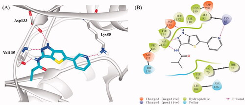 Figure 4. (A) Docking model of compound 16b in the ATP binding pocket of GSK-3β (PDB: 4ACG). Compound 16b was shown in green colour stick model, and hydrogen-bonding interactions were shown as purple dotted lines; (B) 2D interactions diagram of 16b. For clarity, only the polar hydrogen atoms were shown.