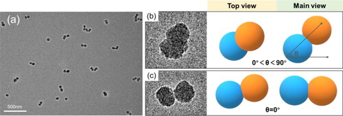 Figure 4. (a) TEM image showing the dumbbell-like structure of S100GLYMO-S50HMDS-APTES; (b-c) different postures of single JNPs in the TEM image. The scale bars of micrographs in (b-c) represent 20 nm.