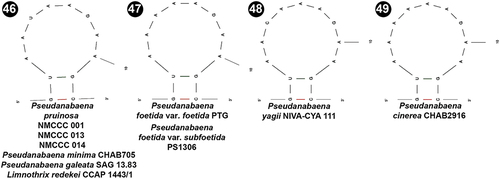 Figs 46–49. Putative secondary structures of the V3 helices of the 16S-23S internal transcribed spacer (ITS) containing both tRNA genes in Pseudanabaena pruinosa and other Pseudanabaena strains.